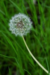 Fototapeta premium white dandelion with seeds on a background of green grass. The first spring flowers