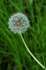 white dandelion with seeds on a background of green grass. The first spring flowers