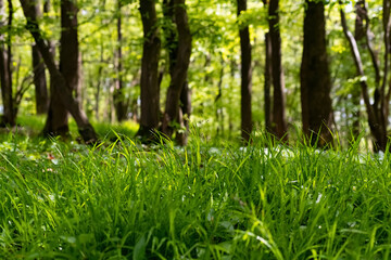 Frühling Wald Gras Halme Sauerland Hemer Felsenmeer Naturschutzgebiet Sonne Jahreszeit Idyll...