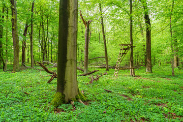 Raised stand in a natural green forest in Germany