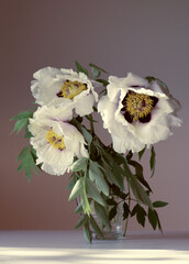 woody peony, bouquet in a vase, brown background. vintage colors.