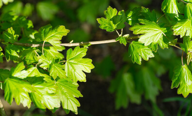 Young green leaves of Field maple maple Acer Campestre. Delicate maple twigs on blurred spring background. Nature concept for any design. Soft selective focus with copy space