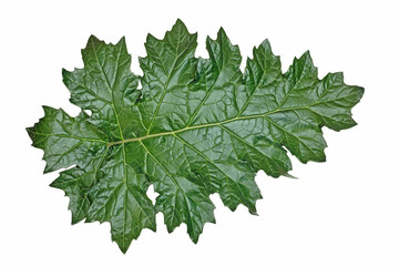 leaf of bear's breeches plant