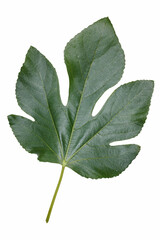 leaf of common fig