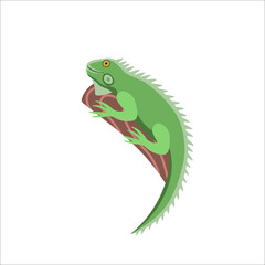 Cartoon iguana on a white background.Flat cartoon illustration for kids.