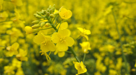 A yellow rapeseed field for the production of oil