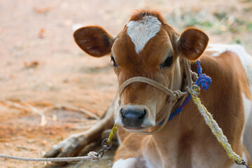 Portrait of brown young calf at an agricultural farm	
