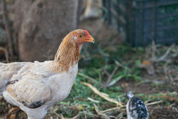 Hen in poultry farm	