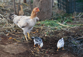 Little chicks with mother chicken searching food	
