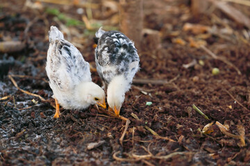 Little chicks searching food in ground	
