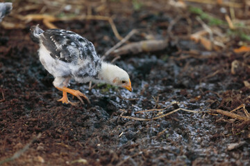 Little chicks searching food in ground	
