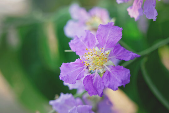 Loosestrife And Pomegranate Family Blossom In Garden	
