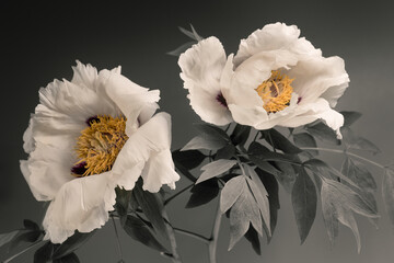 white peonies on a gray background. buds and foliage. 