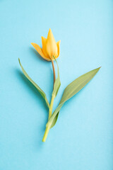 Orange tulip flower on blue pastel background. side view, close up.