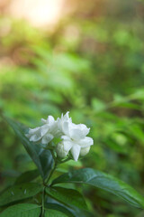 White layered Jasmine flowers in the garden	
