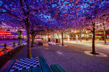 Stockholm, Sweden The annual cherry blossoms and cherry trees in Kungstradgarden.