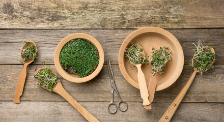 green sprouts of chia, arugula and mustard in a wooden spoon on a gray background from old gray boards, top view