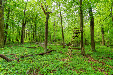 Obraz premium Raised stand in a natural green forest in Germany