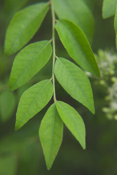 Curry leaves tree plant in garden
