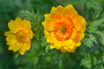 Blossom of False hellebore, Adonis vernalis medicinal herb - selective focus.