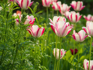 Beautiful white tulips with a pink border on a green background. Focus in the foreground