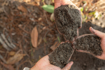 hands of trees growing seedlings.