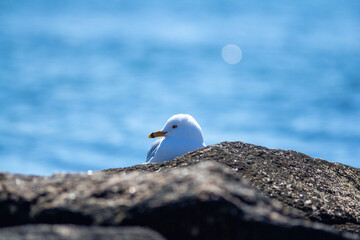 Seagull looking over a rock