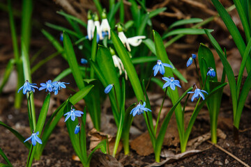 Springtime background. First spring flowers blue and white snowdrops  are in full bloom in the forest. Close up of petals
