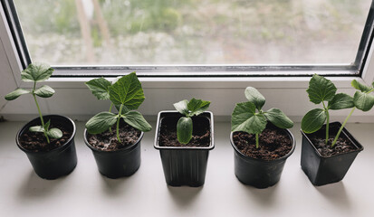 Seedlings of young Bulgarian peppers in containers on the windowsill. Plants sprout seedlings growing indoors in the spring.