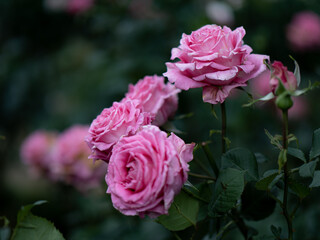 薄いピンク色のバラの花