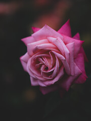 薄いピンク色のバラの花