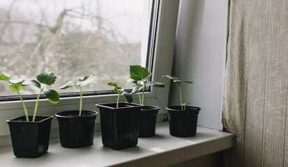 Seedlings of young Bulgarian peppers in containers on the windowsill. Plants sprout seedlings growing indoors in the spring.