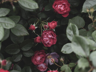 梅雨空の赤い薔薇