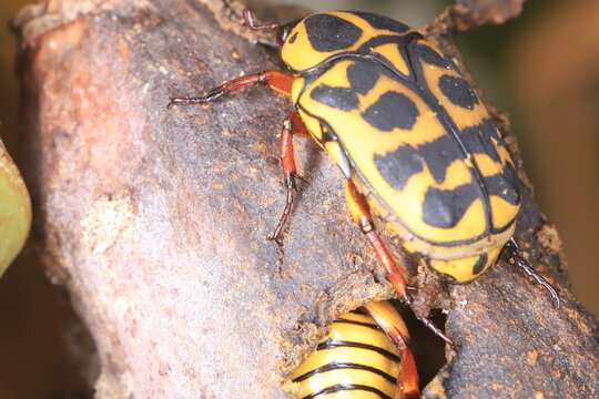 Pachnoda sinuata beetle