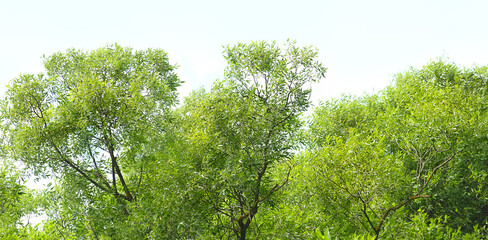 Green leaves trees, natural forest bakground. beautiful summer landscape with deciduous trees