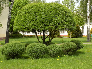 Willow brittle spherical. Landscaping.