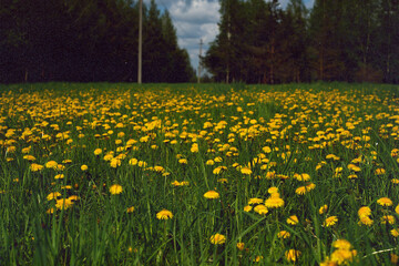 Fototapeta premium Dandelions in my eyes. Selective focus on dandelions in blurred background. Film grain texture.