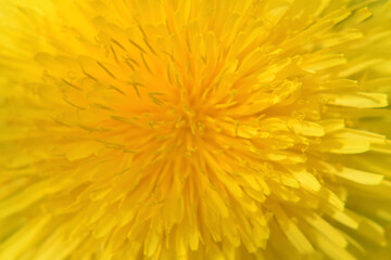 Dandelion in bloom. 