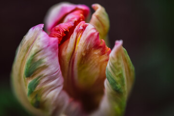 The multicolored Papuga tulip in the garden. © Sviatoslava