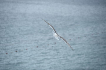 seagull in flight