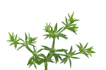 Culantro or Sawtooth Coriander isolated on white background