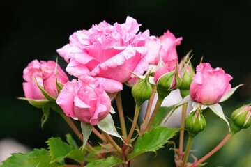 バラ園のバラ
Rose at rose garden