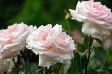 バラ園のバラ
Rose at rose garden