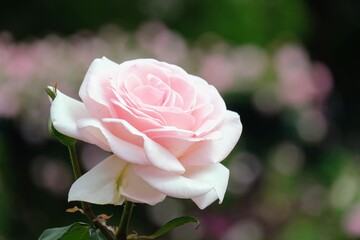 バラ園のバラ
Rose at rose garden