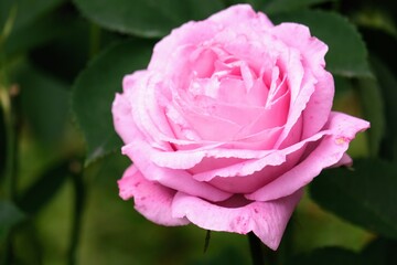 Obraz premium バラ園のバラ Rose at rose garden