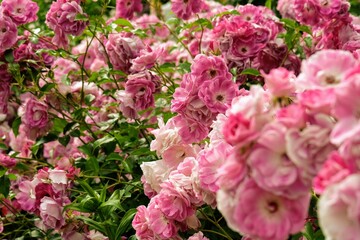 バラ園のバラ
Rose at rose garden