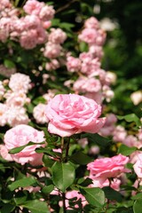 Fototapeta na wymiar バラ園のバラ Rose at rose garden