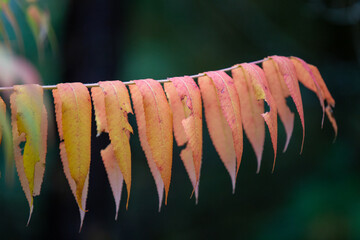 Leaves changing color