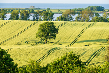 Rural landscape in summer at the baltic sea with fields, bushes and hedges and a tree in the middle,  Stöfs, Schleswig-Holstein