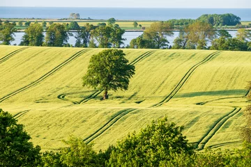 Fotobehang Oranje Rural landscape in summer at the baltic sea with fields, bushes and hedges and a tree in the middle,  Stöfs, Schleswig-Holstein  © sg-naturephoto.com 